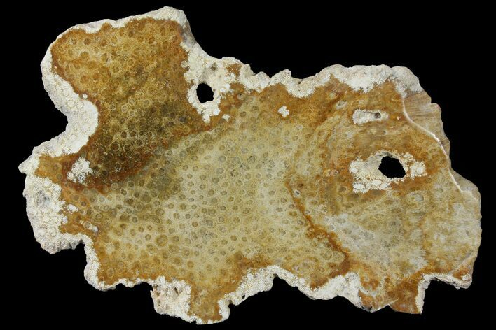 Polished, Fossil Coral Slab - Indonesia #121921